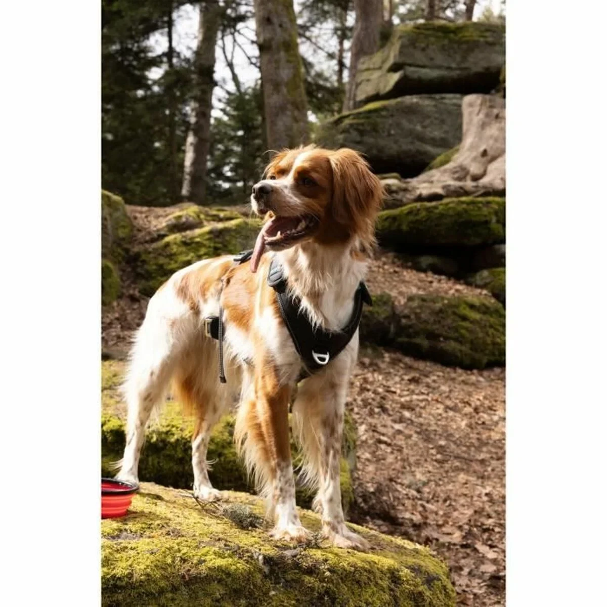 Arnés para Perro SYMBIOZ Negro M