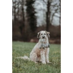 Peluche para perros Hunter Beige 100 % Reciclado Zorro