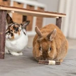 Juguete para Roedores Trixie Madera Algas marinas 10 × 3 CM (2 Unidades)