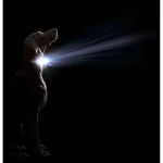 Collar para Perro Dog Gone Smart Negro L Luz