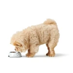 Comedero para Perro Hunter Valencia Blanco 160 ml