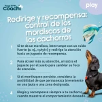 Arnés para Perro Coachi