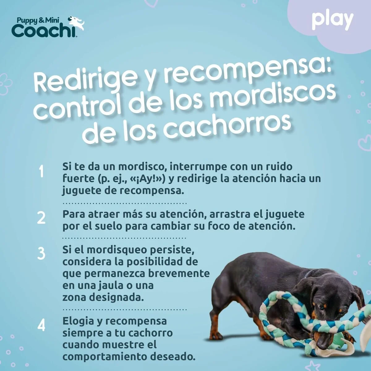 Arnés para Perro Coachi