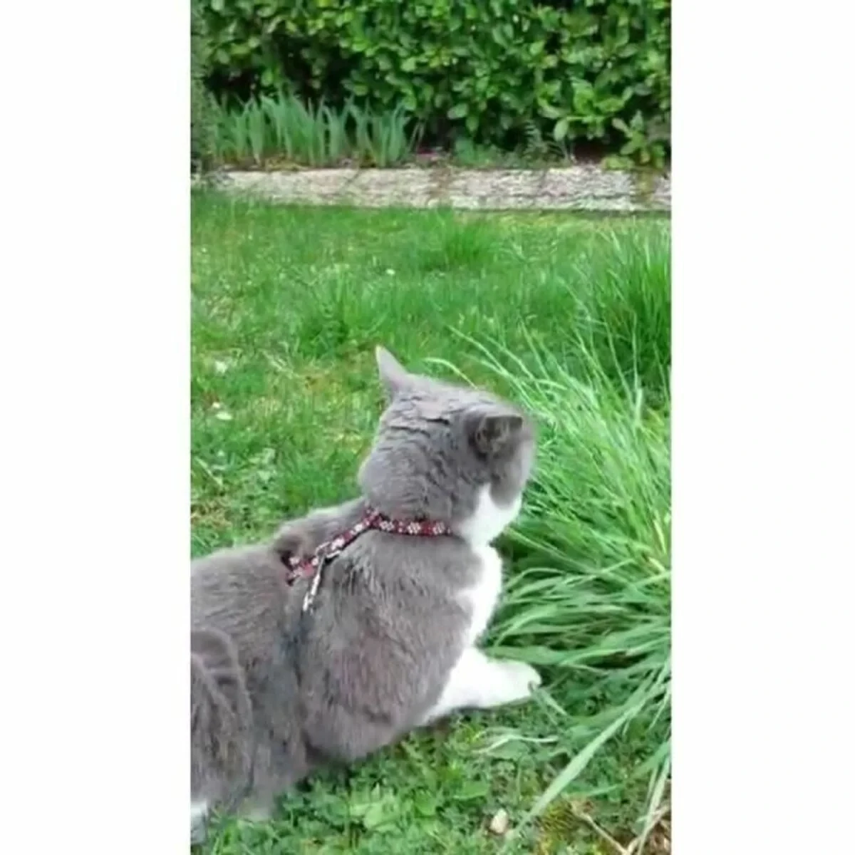 Collar para Perro Aimé