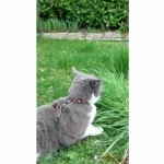 Collar para Perro Aimé