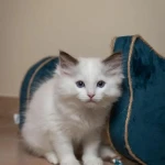 Rascador para Gatos Tyrol Azul Cartón 44 x 22 x 21 cm