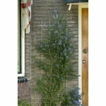 Valla de Jardín Nature Verde Acero Galvanizado 42,5 x 145 cm