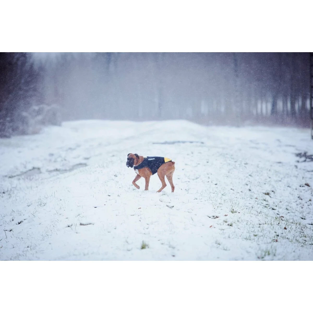 Arnés para Perro Julius K9 IDC L/XL 2