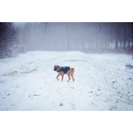 Arnés para Perro Julius K9 IDC L/XL 2