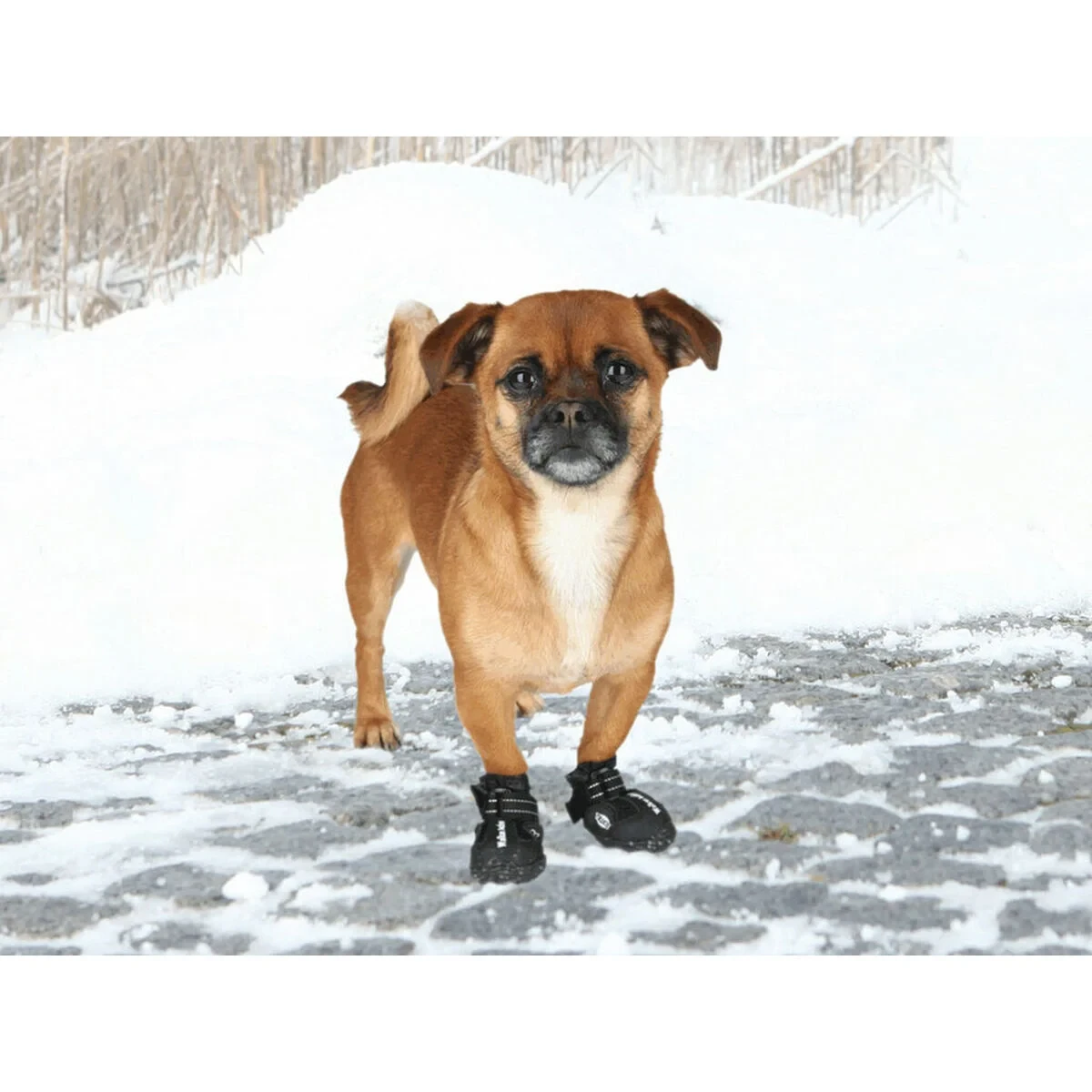 Botas Trixie Negro XS