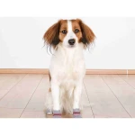 Calcetines Trixie Gris XL Perro