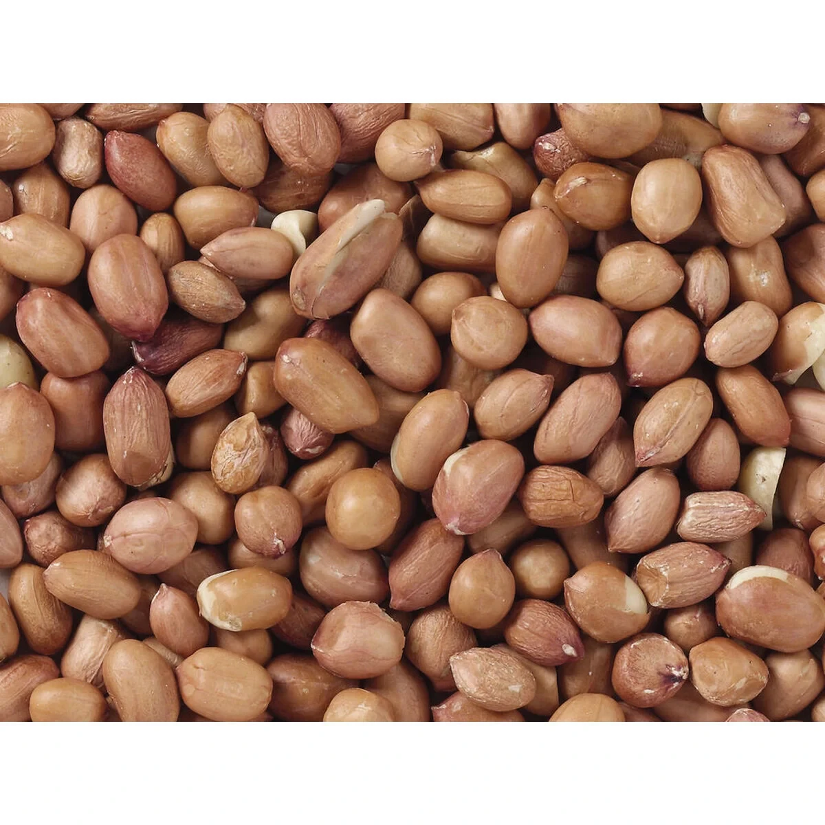 Comida para pájaros Deli Nature Premium 3 Kg