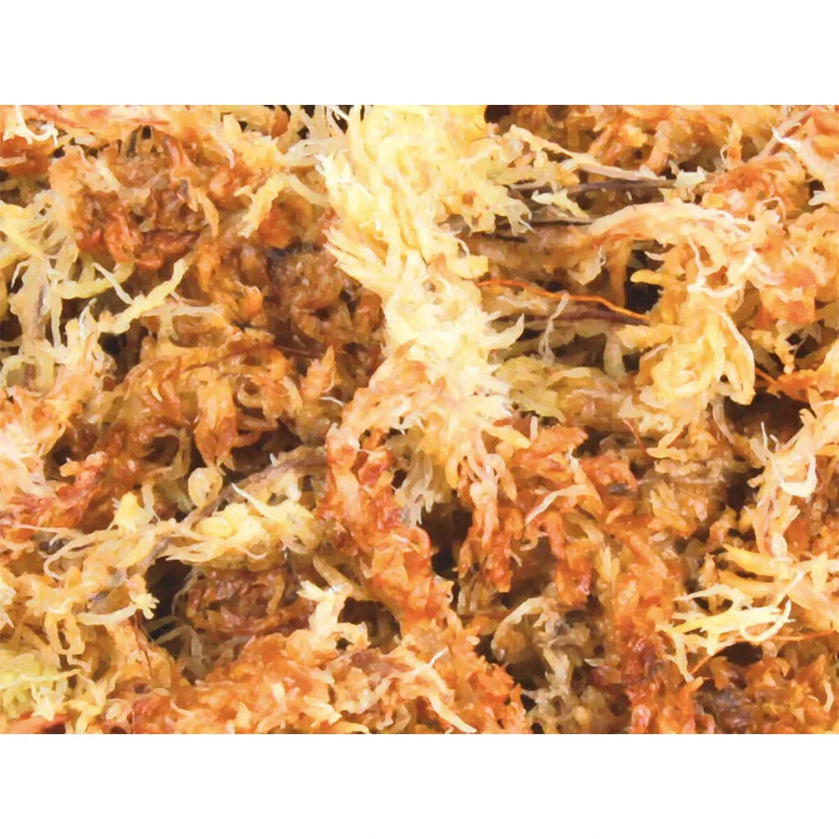 Sustrato Trixie 4,5 L Musgo