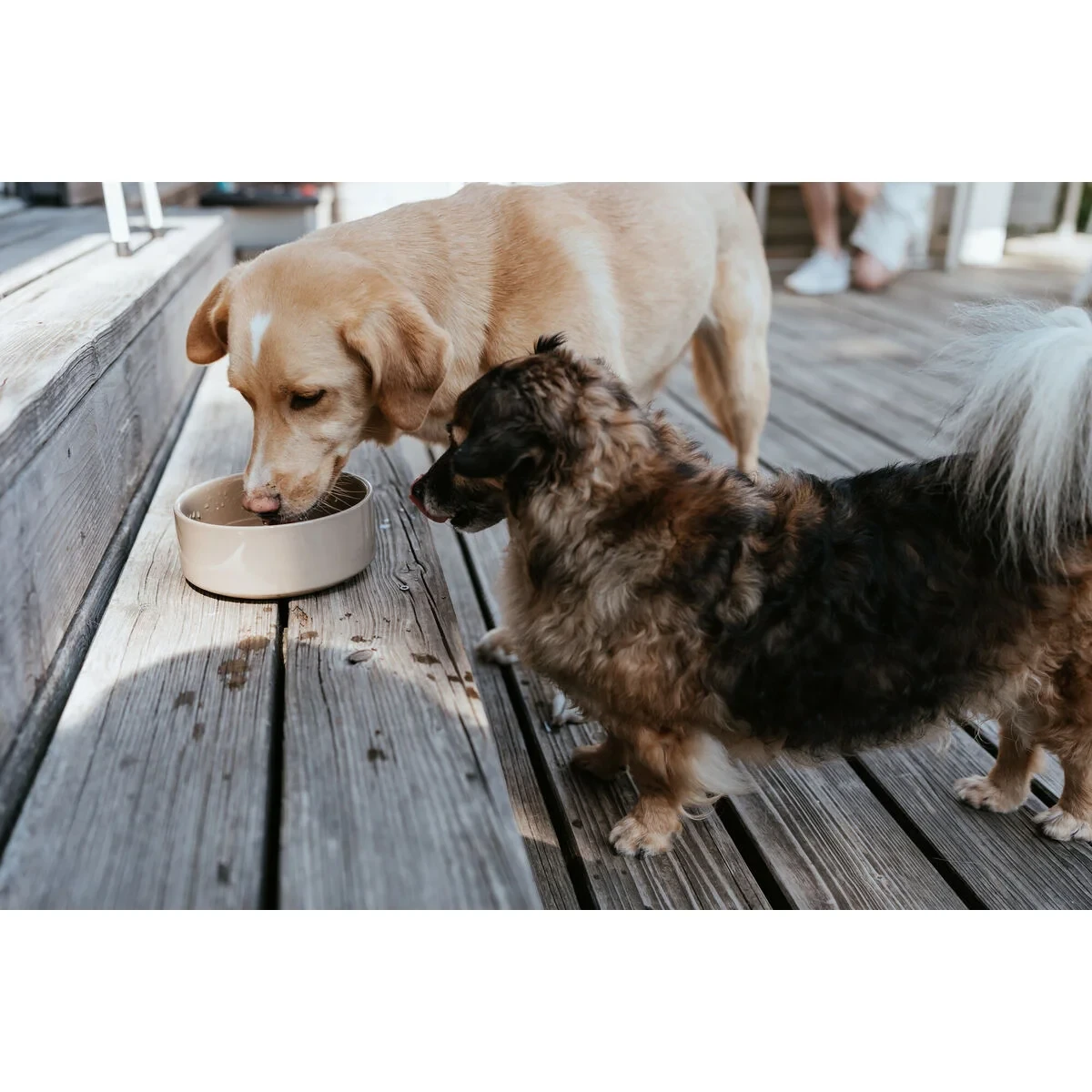 Comedero para Perro Hunter OSBY Beige Cerámica 2,5 L